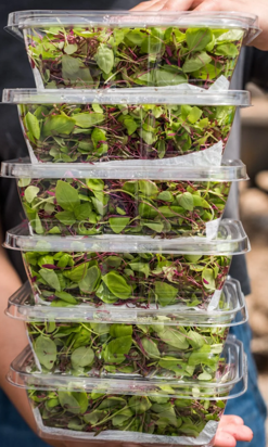 Microgreens System